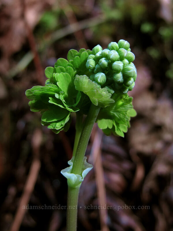 western meadow-rue (Thalictrum occidentale) [Eagle Creek Trail, Columbia River Gorge, Hood River County, Oregon]