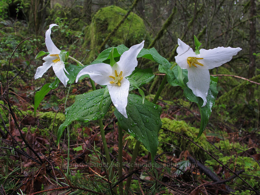 trillium (Trillium ovatum) [Herman Creek Trail, Mt. Hood National Forest, Hood River County, Oregon]