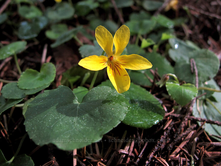 evergreen violet (Viola sempervirens) [Herman Creek Trail, Mt. Hood National Forest, Hood River County, Oregon]