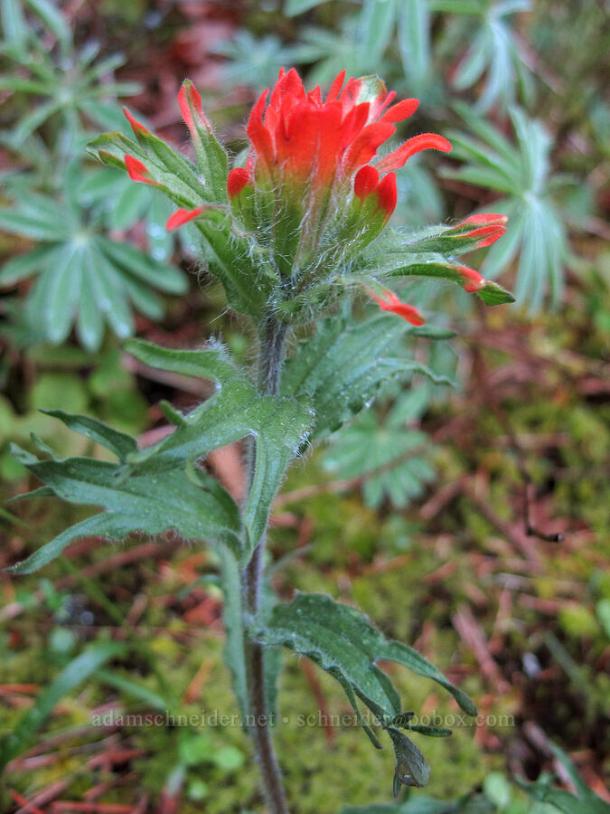 harsh paintbrush (Castilleja hispida) [Nick Eaton Trail, Mt. Hood National Forest, Hood River County, Oregon]