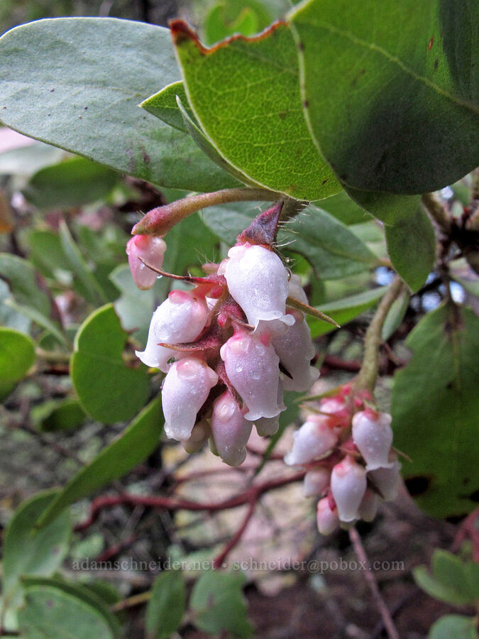 Columbia manzanita (Arctostaphylos columbiana) [Indian Point Trail, Mt. Hood National Forest, Hood River County, Oregon]