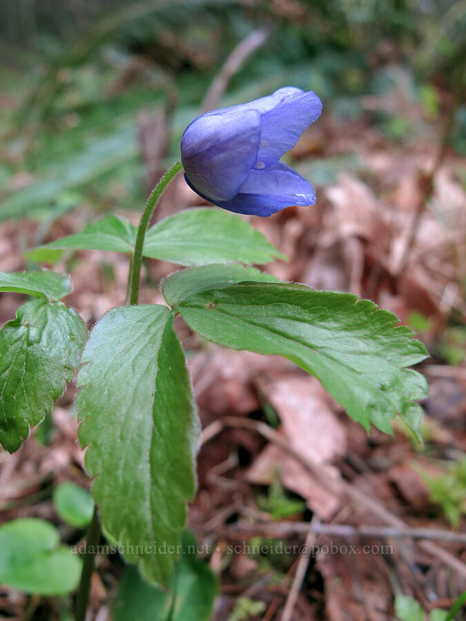 Oregon anemone (Anemone oregana) [Gorton Creek Trail, Mt. Hood National Forest, Hood River County, Oregon]