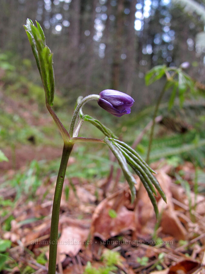 Oregon anemone (Anemone oregana) [Gorton Creek Trail, Mt. Hood National Forest, Hood River County, Oregon]