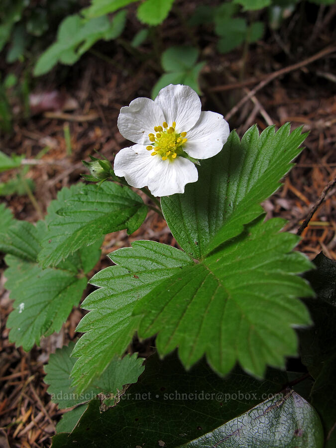 wild strawberry (Fragaria vesca) [Herman Creek Trail, Mt. Hood National Forest, Hood River County, Oregon]