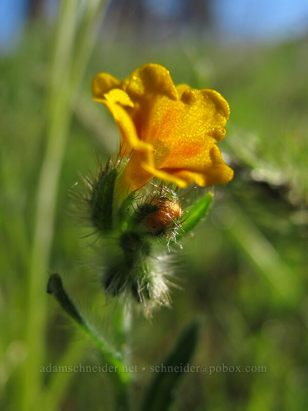 fiddleneck (Amsinckia sp.) [Mosier Plateau Trail, Mosier, Wasco County, Oregon]