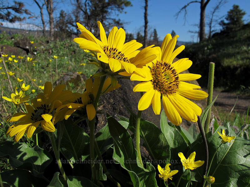 balsamroot & buttercups (Balsamorhiza deltoidea, Ranunculus occidentalis) [Mosier Plateau Trail, Mosier, Wasco County, Oregon]