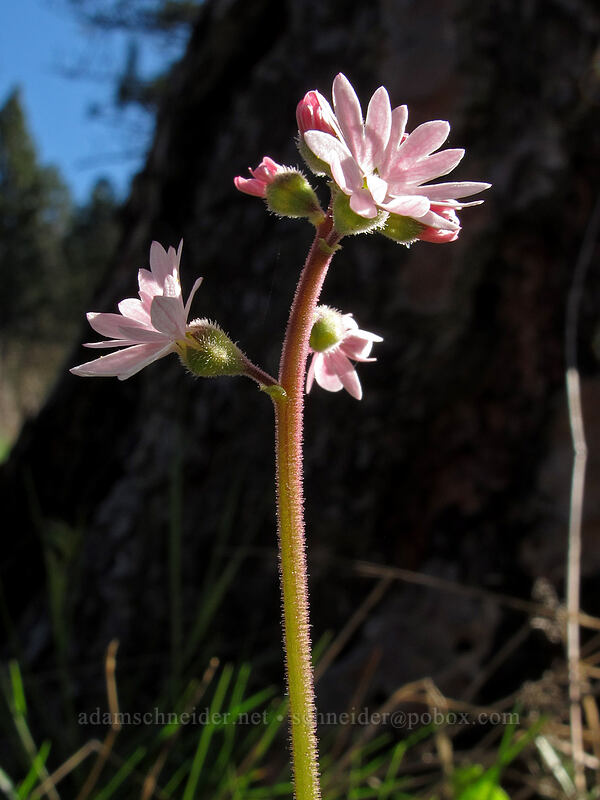 prairie stars (Lithophragma parviflorum) [Mosier Plateau Trail, Mosier, Wasco County, Oregon]