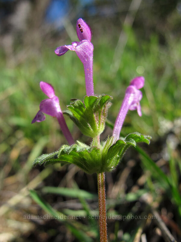henbit dead-nettle (Lamium amplexicaule) [Mosier Plateau Trail, Mosier, Wasco County, Oregon]