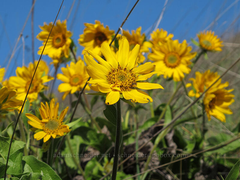 balsamroot (Balsamorhiza sp.) [Mosier Plateau Trail, Mosier, Wasco County, Oregon]