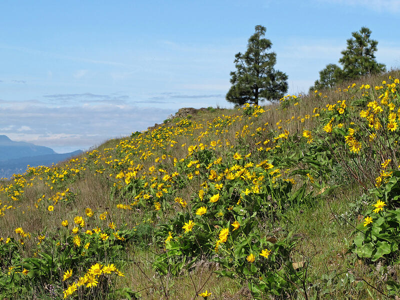 balsamroot (Balsamorhiza careyana) [Mosier Plateau Trail, Mosier, Wasco County, Oregon]