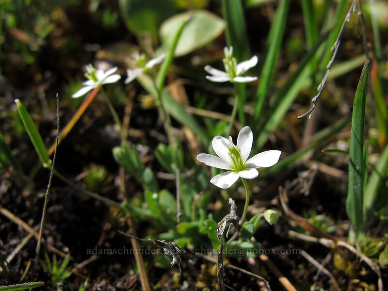 white fairy-poppy (meconella) (Meconella oregana) [Mosier Plateau Trail, Mosier, Wasco County, Oregon]