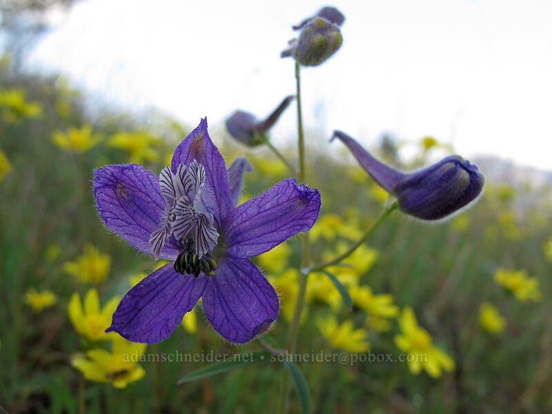 larkspur & gold stars (Delphinium nuttallianum, Crocidium multicaule) [Mosier Plateau Trail, Mosier, Wasco County, Oregon]