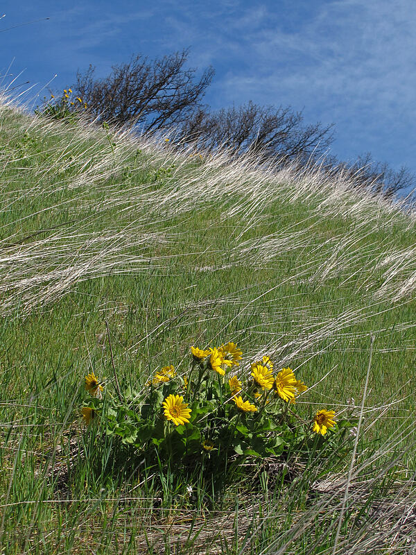 balsamroot (Balsamorhiza careyana) [Mosier Plateau Trail, Mosier, Wasco County, Oregon]