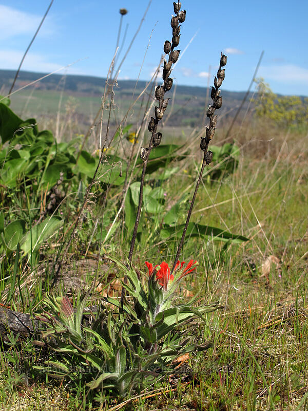 harsh paintbrush (Castilleja hispida) [Memaloose Overlook, Mosier, Wasco County, Oregon]
