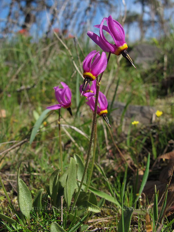 poet's shooting stars (Dodecatheon poeticum (Primula poetica)) [Memaloose Overlook, Mosier, Wasco County, Oregon]