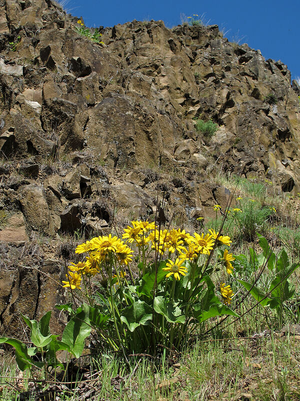 balsamroot (Balsamorhiza careyana) [Memaloose State Park, Mosier, Wasco County, Oregon]