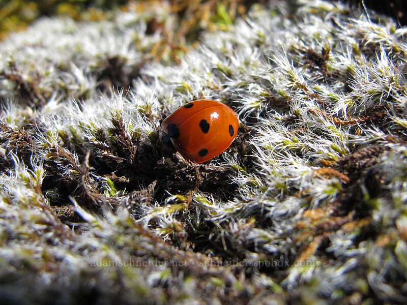 seven-spotted ladybug (Coccinella septempunctata) [Memaloose State Park, Mosier, Wasco County, Oregon]