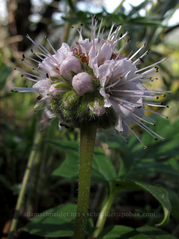 ball-head waterleaf (Hydrophyllum capitatum var. thompsonii) [Memaloose State Park, Mosier, Wasco County, Oregon]