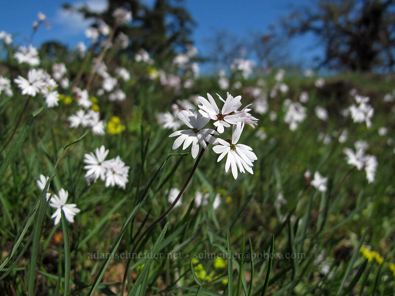 prairie stars (Lithophragma parviflorum) [Memaloose Overlook, Mosier, Wasco County, Oregon]