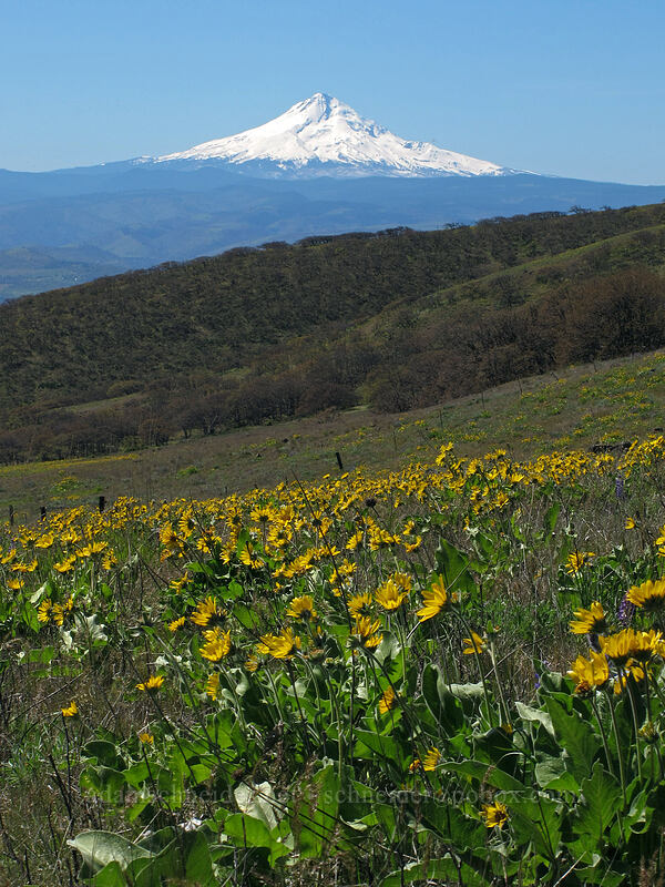 Mt. Hood & balsamroot (Balsamorhiza sp.) [Stacker Butte Road, Columbia Hills State Park, Klickitat County, Washington]