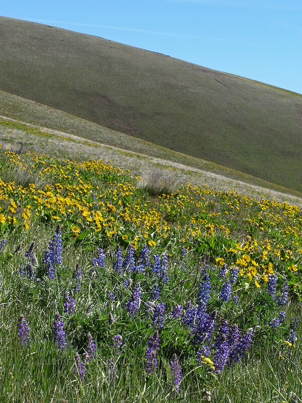 balsamroot & lupines (Balsamorhiza sp., Lupinus sp.) [Stacker Butte Road, Columbia Hills State Park, Klickitat County, Washington]