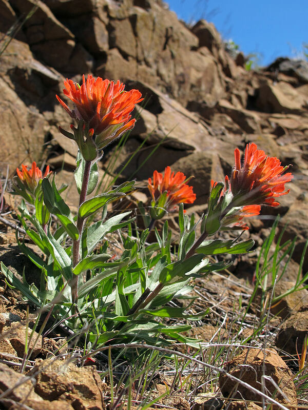 harsh paintbrush (Castilleja hispida) [Stacker Butte Road, Columbia Hills State Park, Klickitat County, Washington]