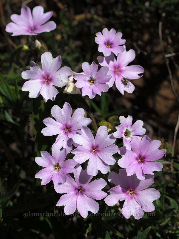 showy phlox (Phlox speciosa) [Stacker Butte Road, Columbia Hills State Park, Klickitat County, Washington]