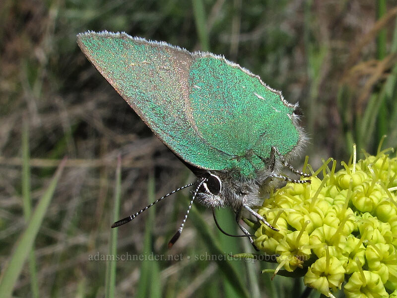hairstreak butterfly on nine-leaf desert parsley (Callophrys sp., Lomatium triternatum) [Stacker Butte Road, Columbia Hills State Park, Klickitat County, Washington]