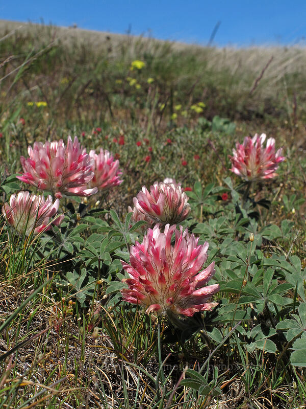 big-head clover (Trifolium macrocephalum) [Stacker Butte Road, Columbia Hills State Park, Klickitat County, Washington]