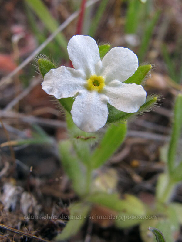 slender popcorn flower (Plagiobothrys tenellus) [Stacker Butte Road, Columbia Hills State Park, Klickitat County, Washington]