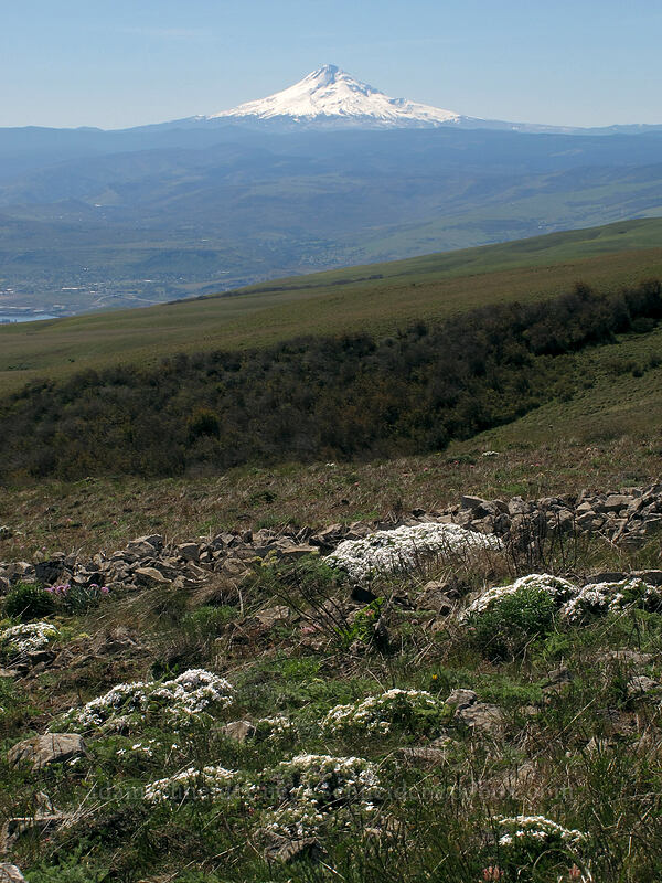 Mt. Hood & Hood's phlox (Phlox hoodii) [Stacker Butte Road, Columbia Hills State Park, Klickitat County, Washington]