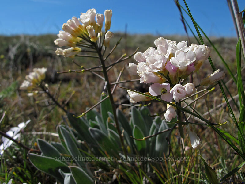 dagger pod with white flowers (Phoenicaulis cheiranthoides) [Oak Spring Trail, Columbia Hills State Park, Klickitat County, Washington]