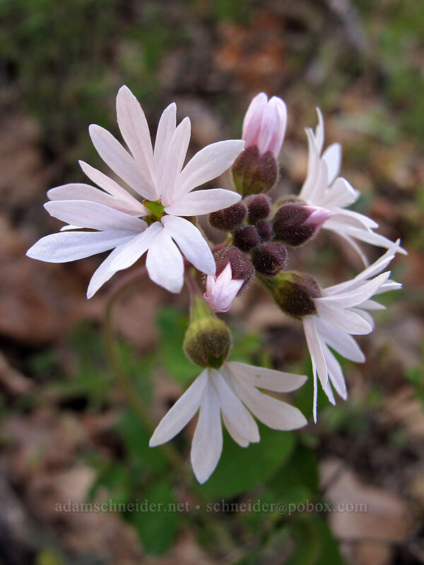 prairie stars (Lithophragma parviflorum) [Oak Spring, Columbia Hills State Park, Klickitat County, Washington]