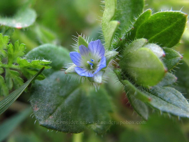 common speedwell (Veronica arvensis) [Oak Spring, Columbia Hills State Park, Klickitat County, Washington]