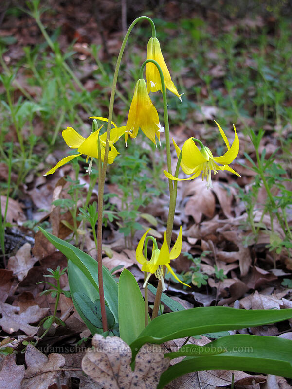 glacier lilies (Erythronium grandiflorum) [Oak Spring, Columbia Hills State Park, Klickitat County, Washington]