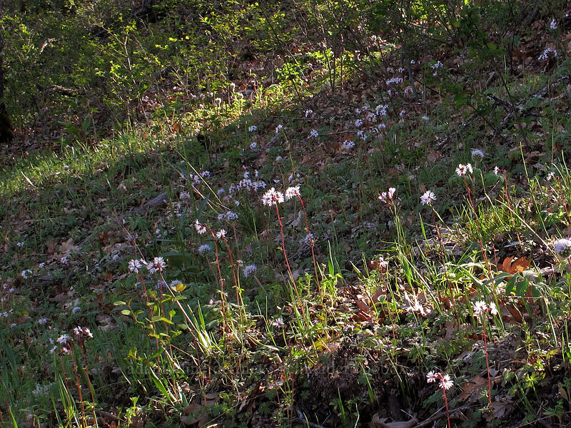 prairie stars (Lithophragma glabrum) [Oak Spring, Columbia Hills State Park, Klickitat County, Washington]