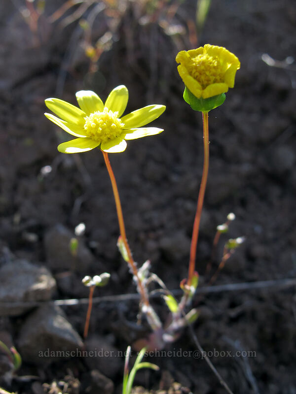 gold stars (Crocidium multicaule) [Oak Spring Trail, Columbia Hills State Park, Klickitat County, Washington]