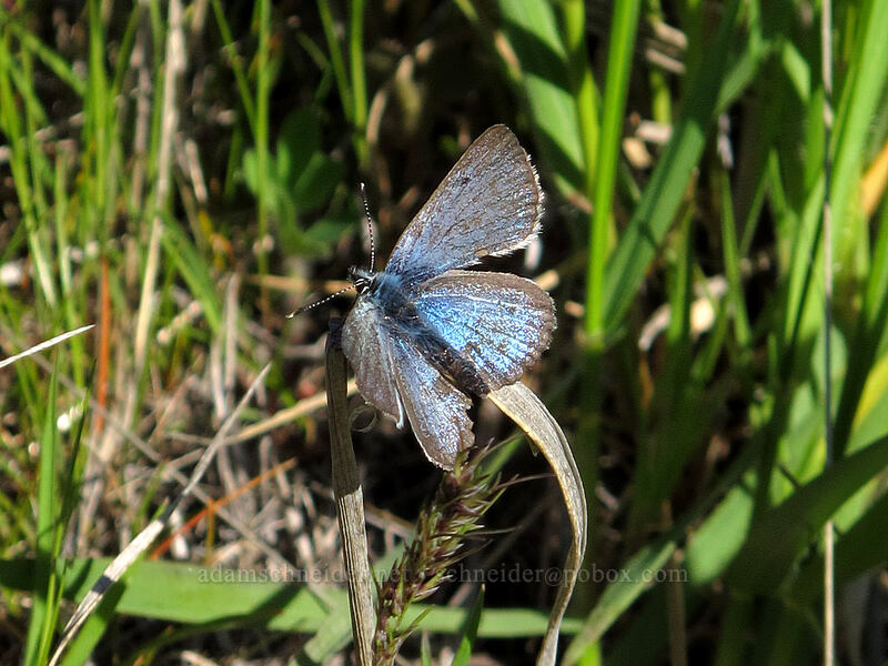 butterfly [Stacker Butte Road, Columbia Hills State Park, Klickitat County, Washington]