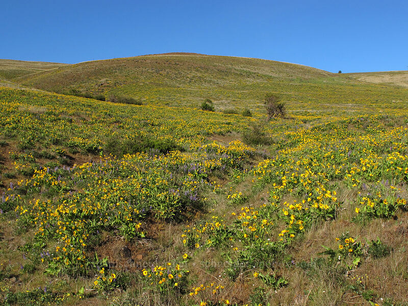 balsamroot (Balsamorhiza sp.) [Stacker Butte Road, Columbia Hills State Park, Klickitat County, Washington]