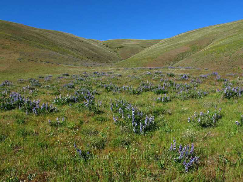 lupines & Columbia Hills (Lupinus sp.) [Dalles Mountain Road, Klickitat County, Washington]