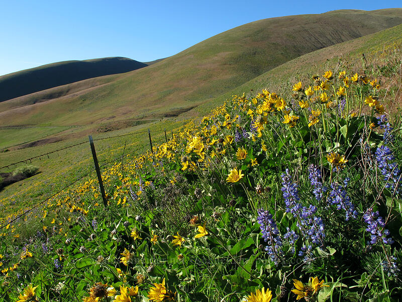balsamroot & lupines (Balsamorhiza sp., Lupinus sp.) [Dalles Mountain Road, Klickitat County, Washington]