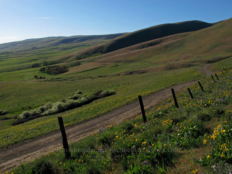 Columbia Hills [Dalles Mountain Road, Klickitat County, Washington]