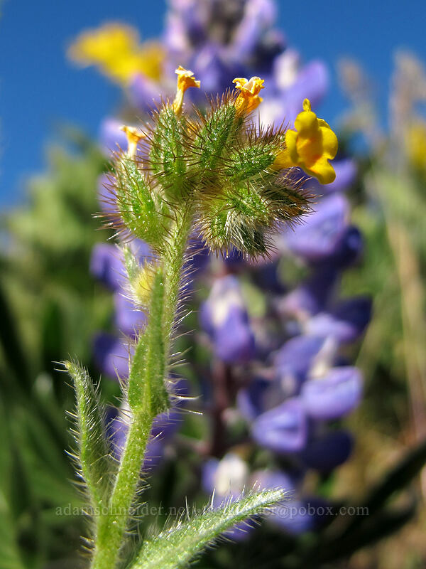 fiddleneck (Amsinckia sp.) [Dalles Mountain Road, Klickitat County, Washington]