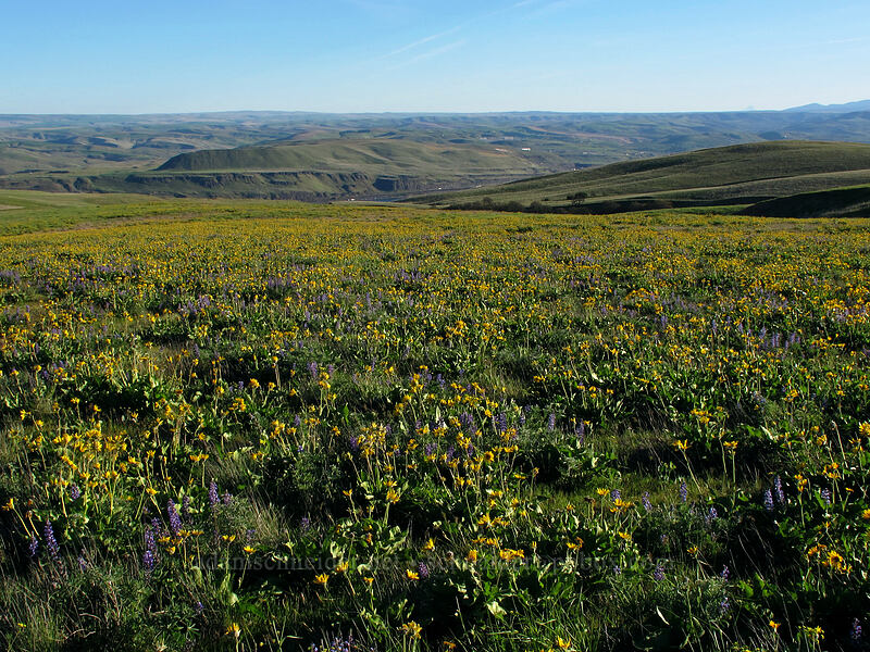 balsamroot & lupines (Balsamorhiza sp., Lupinus sp.) [Dalles Mountain Road, Klickitat County, Washington]