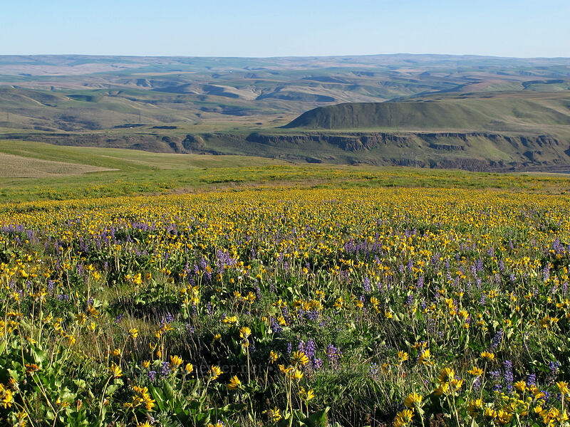 balsamroot & lupines & hills (Balsamorhiza sp., Lupinus sp.) [Dalles Mountain Road, Klickitat County, Washington]