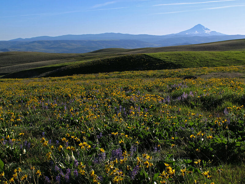 Mt. Hood, balsamroot, & lupines (Balsamorhiza sp., Lupinus sp.) [Dalles Mountain Road, Klickitat County, Washington]