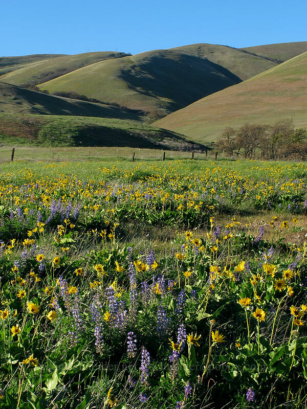 Columbia Hills, balsamroot & lupines (Balsamorhiza sp., Lupinus sp.) [Dalles Mountain Road, Klickitat County, Washington]