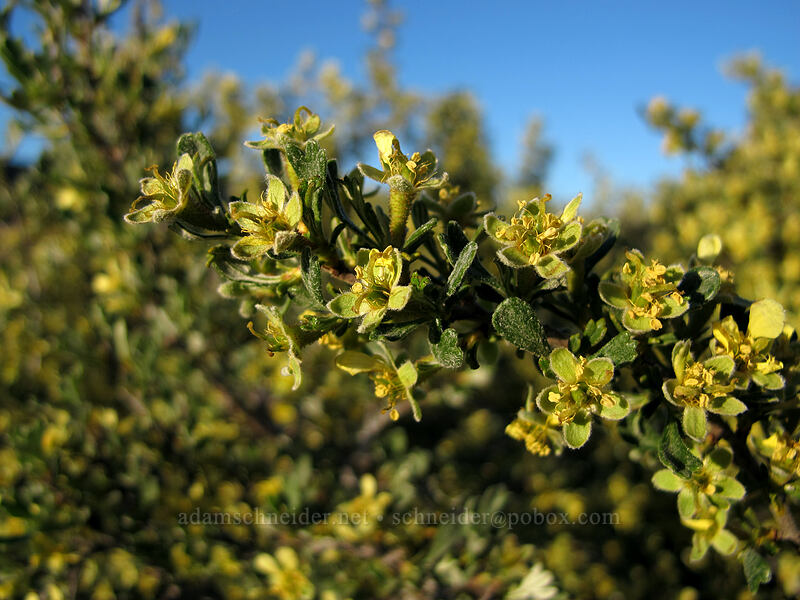 antelope bitterbrush (Purshia tridentata) [Horsethief Butte, Columbia Hills State Park, Klickitat County, Washington]