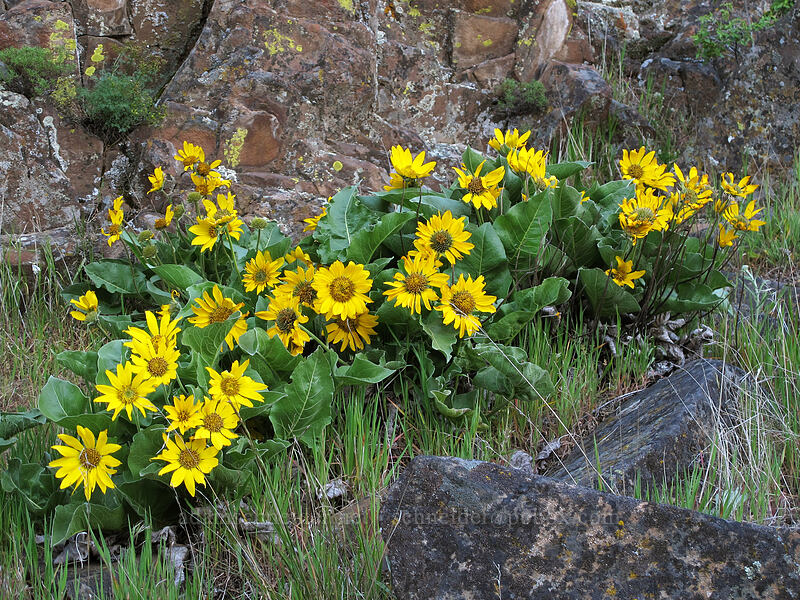 deltoid balsamroot (Balsamorhiza deltoidea) [Horsethief Butte, Columbia Hills State Park, Klickitat County, Washington]
