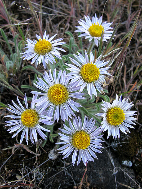 cushion fleabane (Erigeron poliospermus) [Horsethief Butte, Columbia Hills State Park, Klickitat County, Washington]